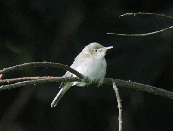 Eastern Olivaceous Warbler