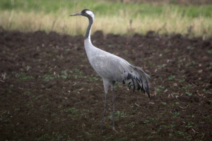 Common Crane