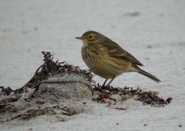 Buff-bellied Pipit