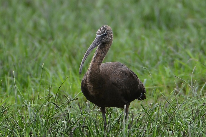Glossy Ibis