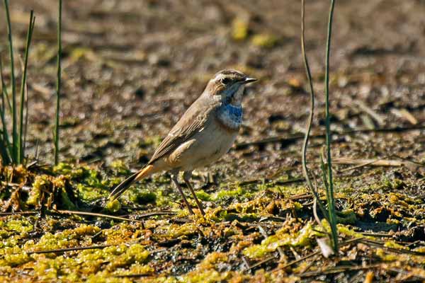 Bluethroat