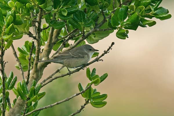 Barred Warbler