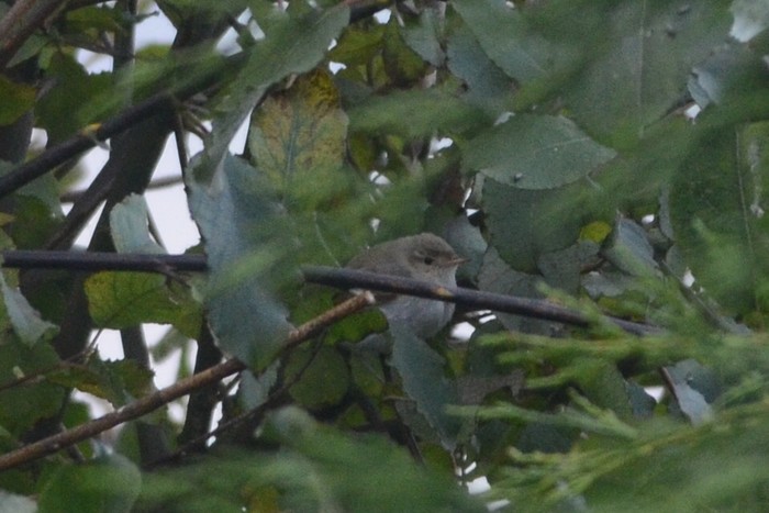 Western Bonelli's Warbler
