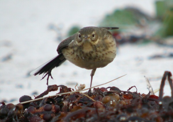 Buff-bellied Pipit