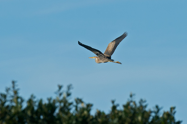 Purple Heron