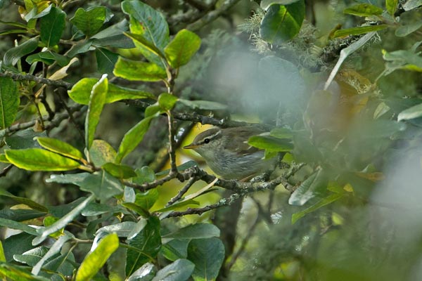 Arctic Warbler