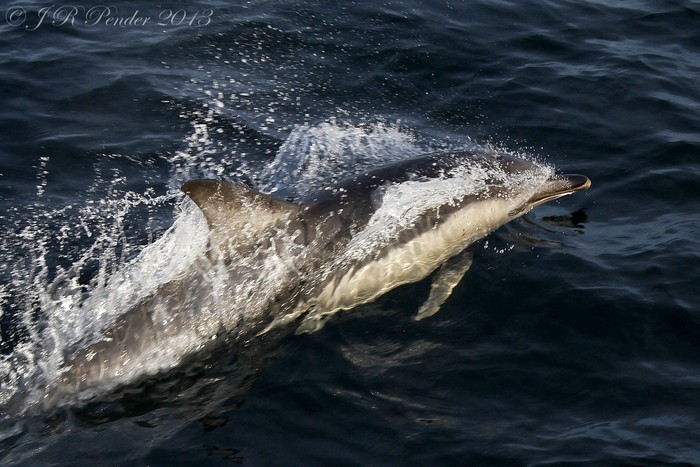 Common Dolphin