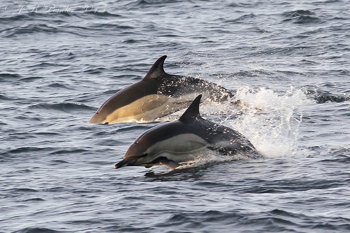 Common Dolphin