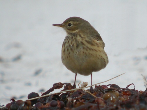 Buff-bellied Pipit