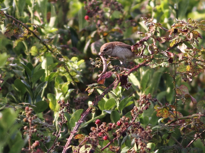 Red-backed Shrike