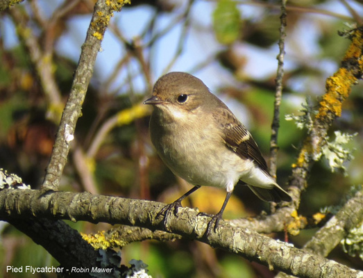 Pied Flycatcher