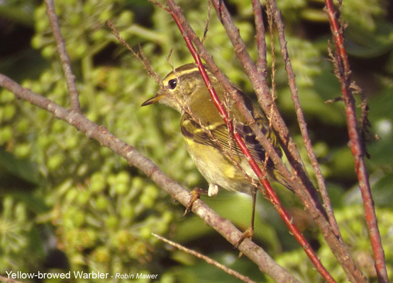 Yellow-browed Warbler