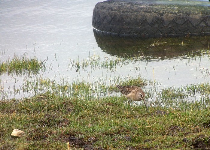 Long-billed Dowitcher