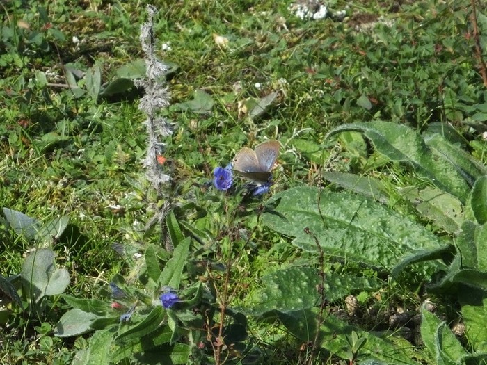 Long-tailed Blue butterfly