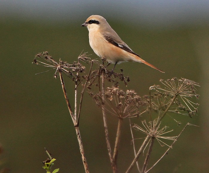 Daurian Shrike
