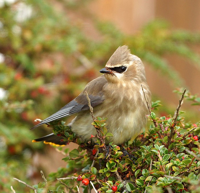 Cedar Waxwing