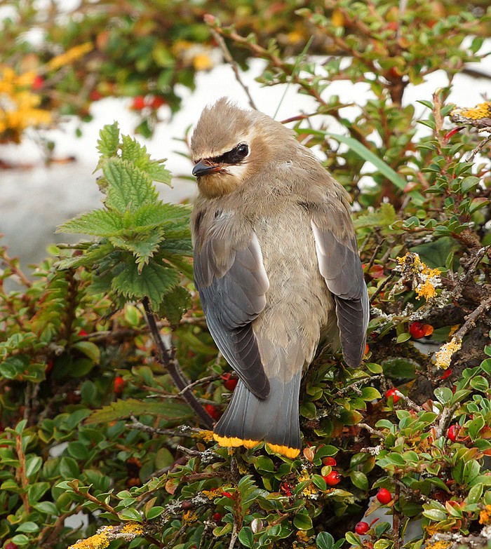 Cedar Waxwing