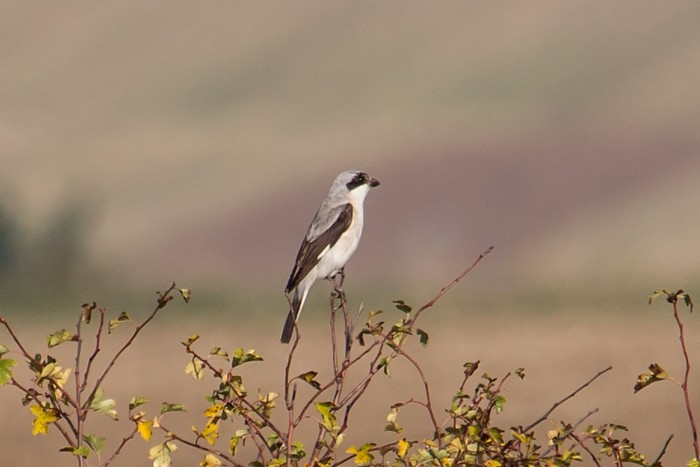 Lesser Grey Shrike