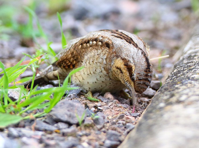 Wryneck