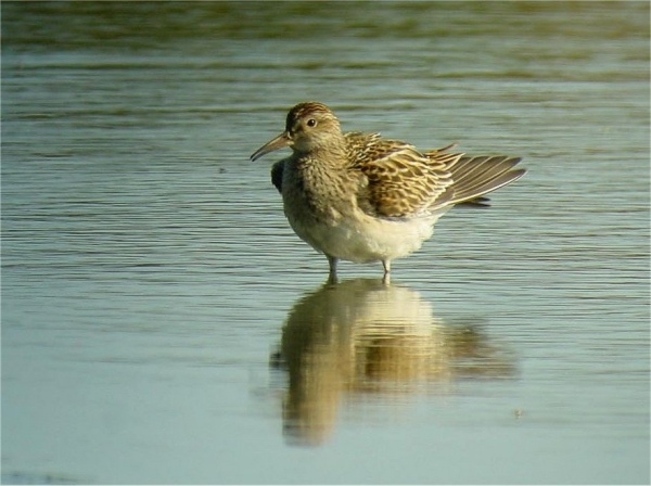 Pectoral Sandpiper
