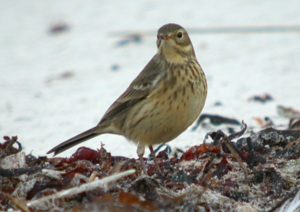 Buff-bellied Pipit