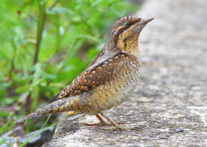 Wryneck