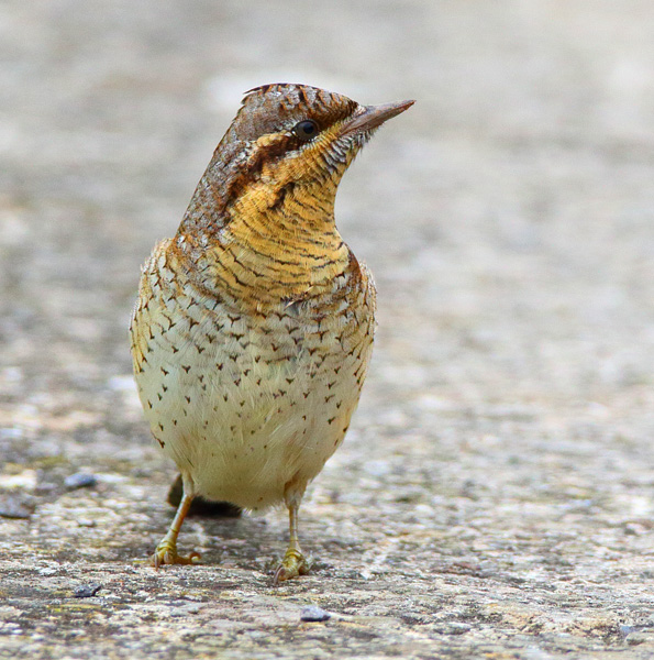 Wryneck