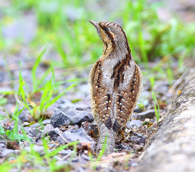 Wryneck