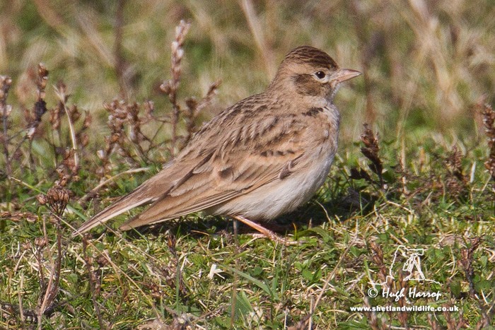 Short-toed Lark