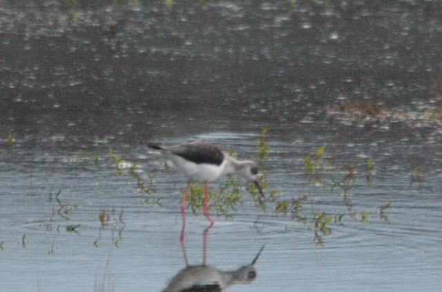 Black-winged Stilt