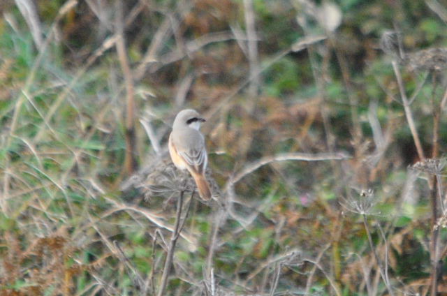 Daurian Shrike