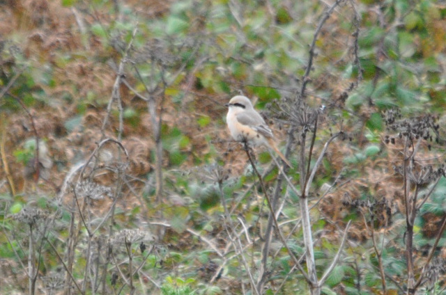 Daurian Shrike