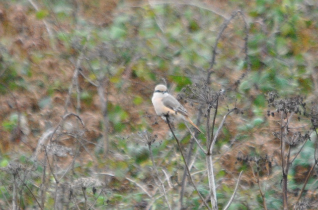 Daurian Shrike