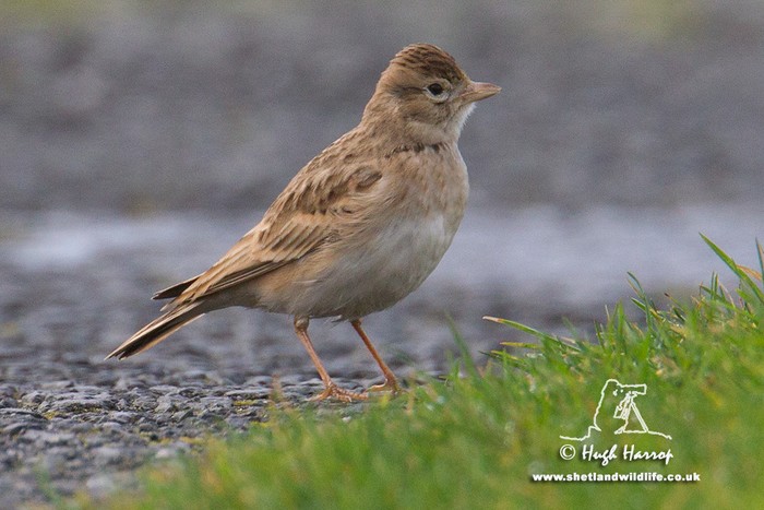 Short-toed Lark