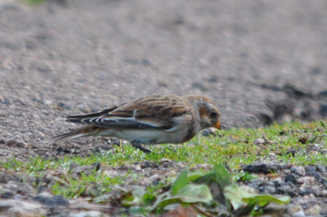 Snow Bunting