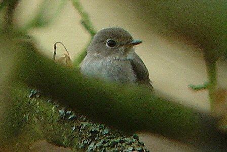 Brown Flycatcher
