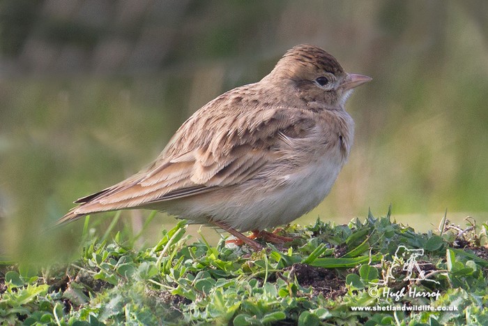 Short-toed Lark