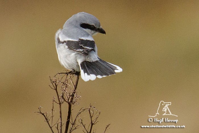 Great Grey Shrike