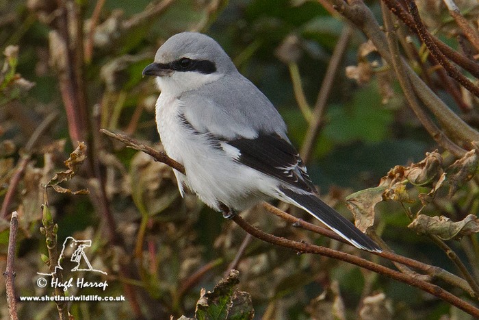 Great Grey Shrike