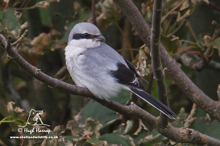 Great Grey Shrike