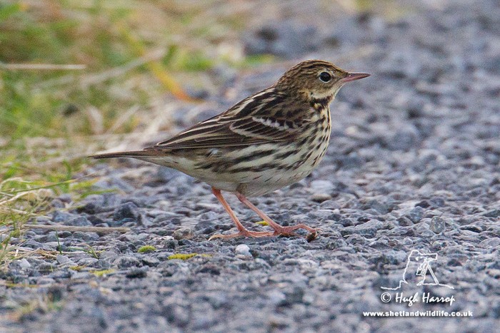 Pechora Pipit