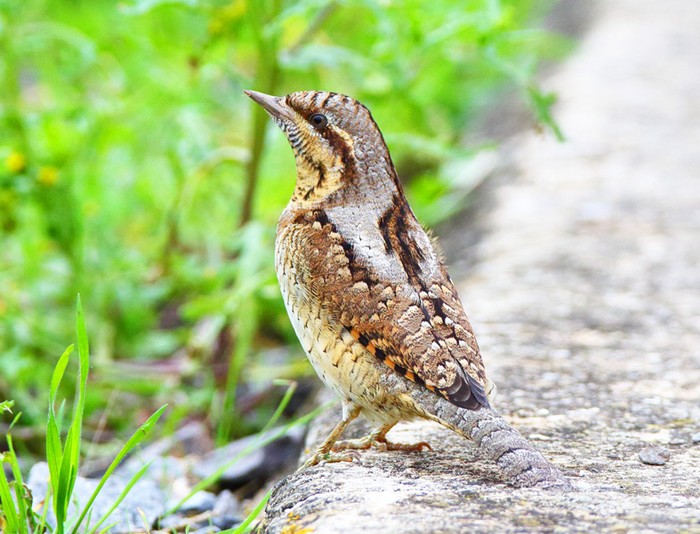 Wryneck