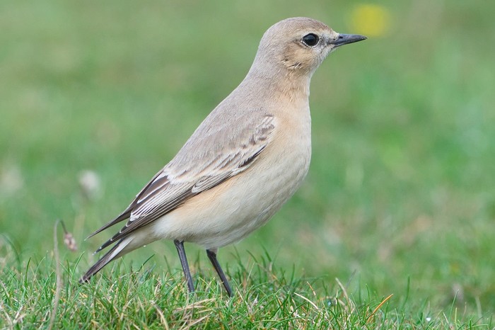 Isabelline Wheatear