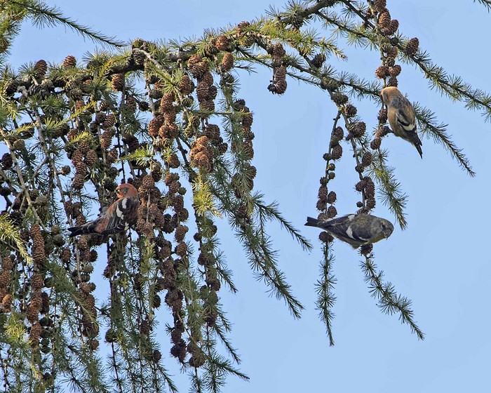 Two-barred Crossbill