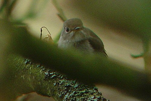 Brown Flycatcher