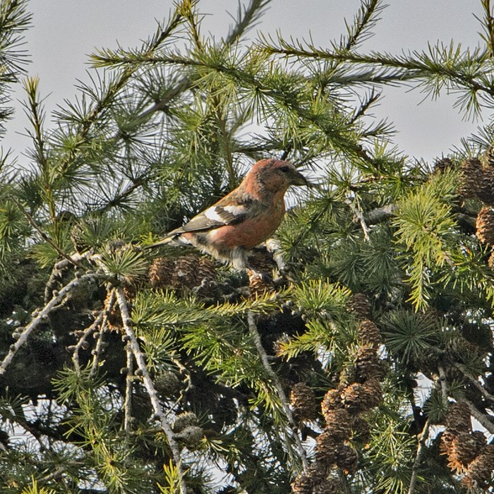 Two-barred Crossbill
