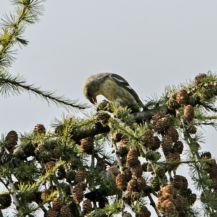 Two-barred Crossbill