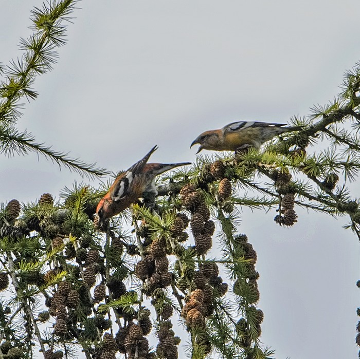 Two-barred Crossbill