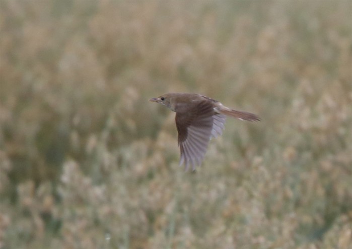 Thick-billed Warbler