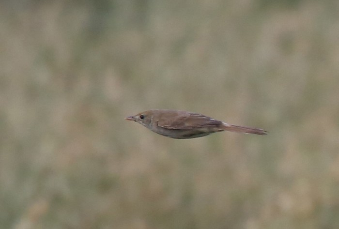 Thick-billed Warbler